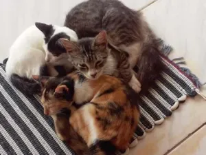 Gato raça Sem raça  idade 2 a 6 meses nome Cida