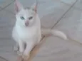 Branquinho