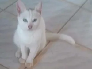 Gato raça Ciames idade 7 a 11 meses nome Branquinho