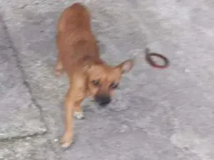 Cachorro raça Pinshers  idade 3 anos nome Paloma e Palito
