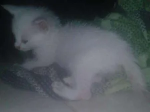 Gato raça nao sei idade 2 a 6 meses nome biel