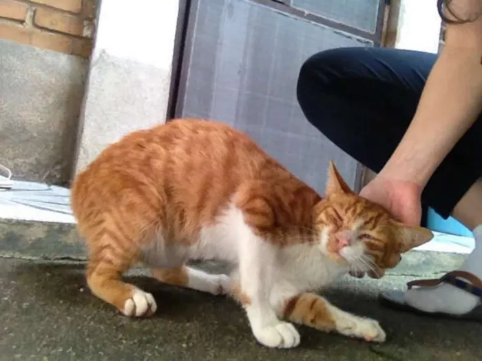 Gato ra a SRD idade 7 a 11 meses nome Omelette