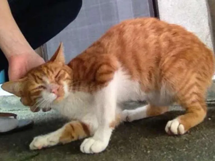 Gato ra a SRD idade 7 a 11 meses nome Omelette