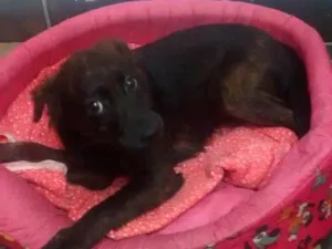 Cachorro raça mestiço idade 2 a 6 meses nome mel