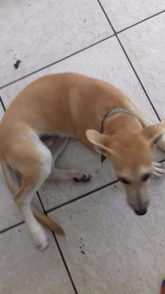 Cachorro ra a Labrador/pé duro idade 2 a 6 meses nome Mel