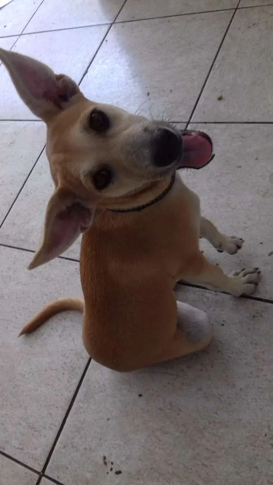 Cachorro ra a Labrador/pé duro idade 2 a 6 meses nome Mel