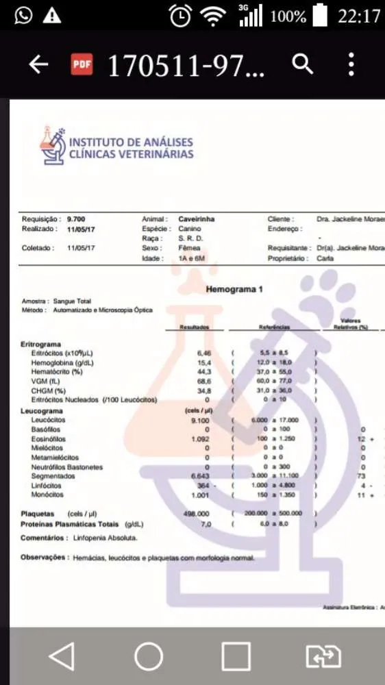 Cachorro ra a SRD Street Dog idade 1 ano nome Magrela