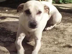 Cachorro raça SRD Street Dog idade 1 ano nome Magrela