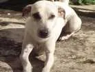 Cachorro raça SRD Street Dog idade 1 ano nome Magrela