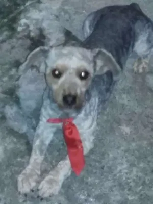 Cachorro raça Poodle idade 5 anos nome zippe