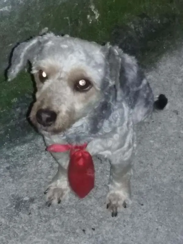 Cachorro raça Poodle idade 5 anos nome zippe