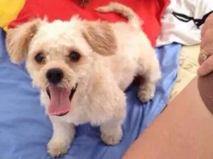 Cachorro raça Poodle com outra raça idade 3 anos nome Noah
