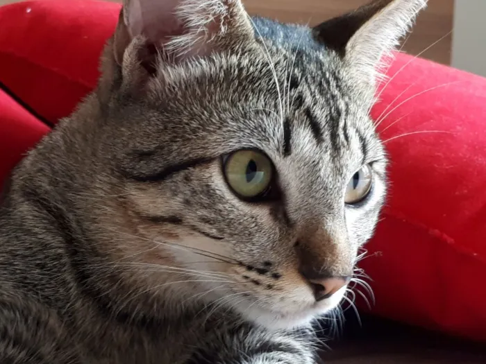 Gato ra a Mestiço idade 1 ano nome Luke