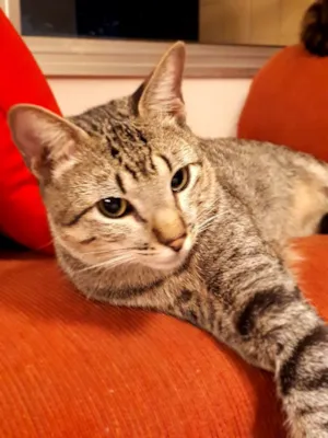 Gato raça Mestiço idade 1 ano nome Luke