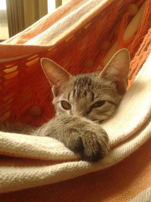 Gato ra a Mestiço idade 1 ano nome Luke
