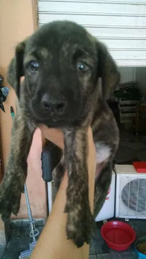 Cachorro raça Sem raça definida idade 2 a 6 meses nome Sem nome