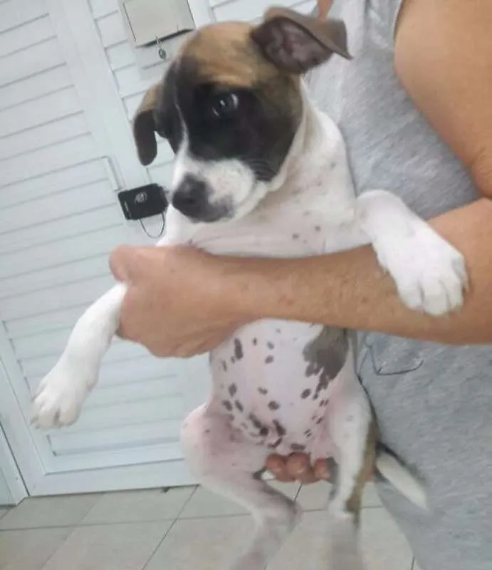 Cachorro ra a  idade 2 a 6 meses nome ADOTE