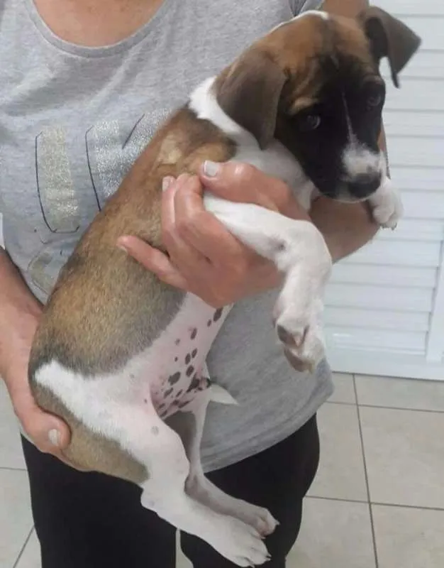 Cachorro ra a  idade 2 a 6 meses nome ADOTE