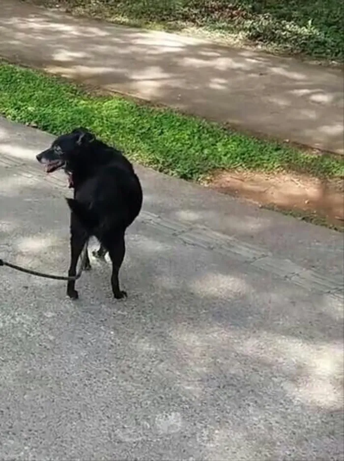 Cachorro ra a SRD idade 6 ou mais anos nome Monica