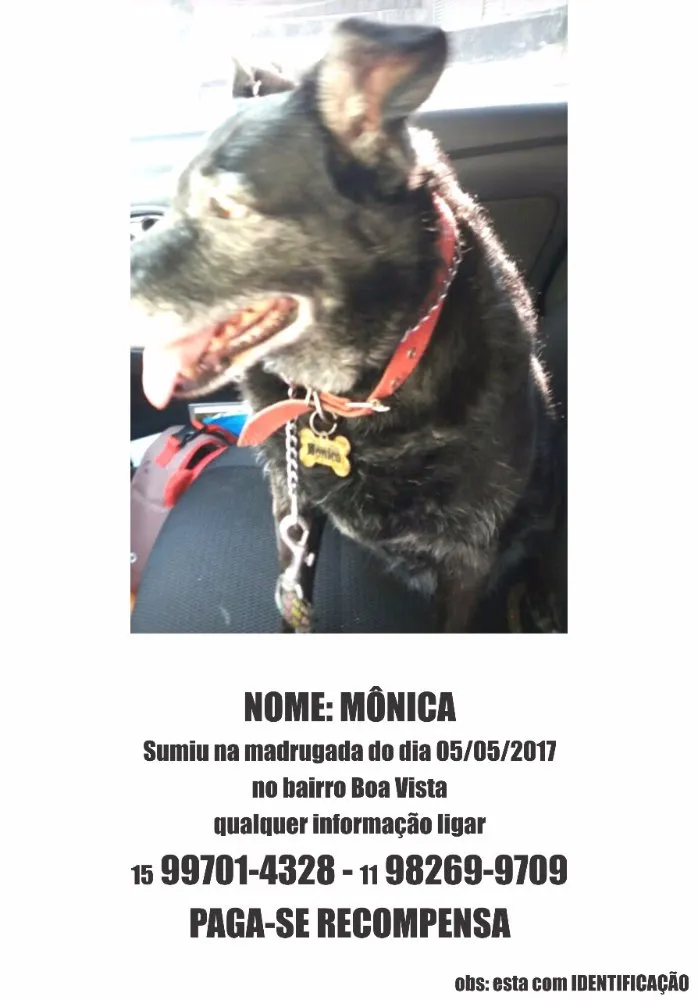 Cachorro ra a SRD idade 6 ou mais anos nome Monica