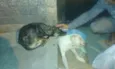 Bulmer e Branquinha