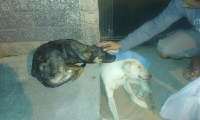 Cachorro raça SRD idade 7 a 11 meses nome Bulmer e Branquinha