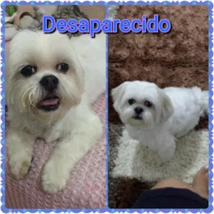 Cachorro raça Shitzu idade 6 ou mais anos nome Yuji GRATIFICA