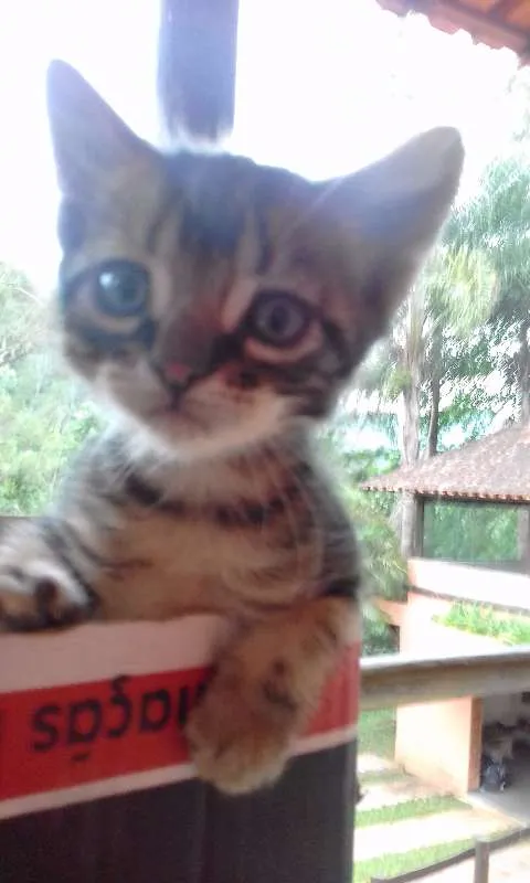 Gato raça  idade Abaixo de 2 meses nome Nuvem, Duda...
