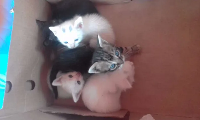 Gato raça  idade Abaixo de 2 meses nome Nuvem, Duda...
