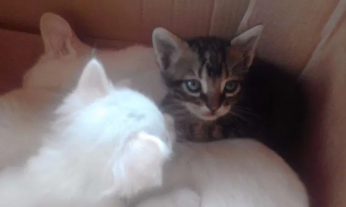 Gato raça  idade Abaixo de 2 meses nome Nuvem, Duda...
