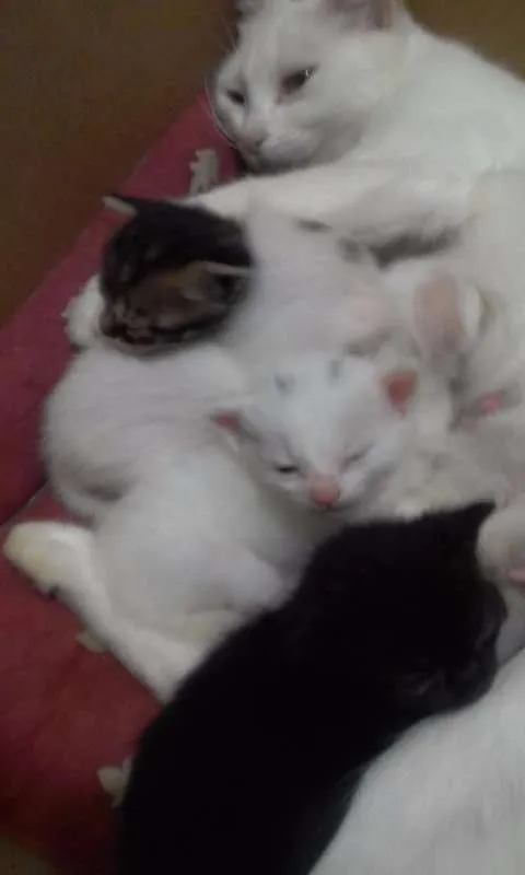 Gato raça  idade Abaixo de 2 meses nome Nuvem, Duda...