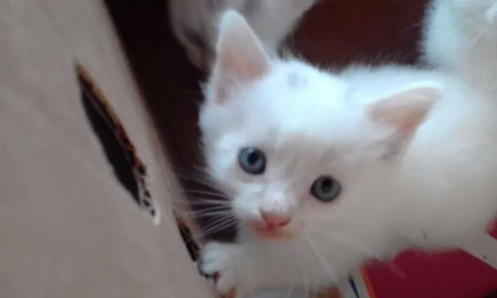 Gato raça  idade Abaixo de 2 meses nome Nuvem, Duda...
