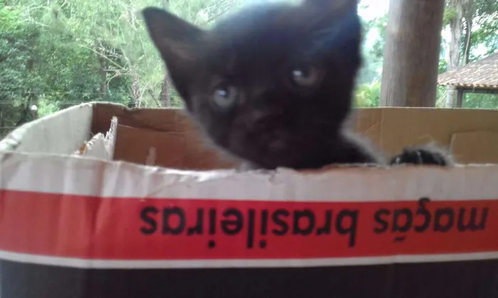Gato raça  idade Abaixo de 2 meses nome Nuvem, Duda...