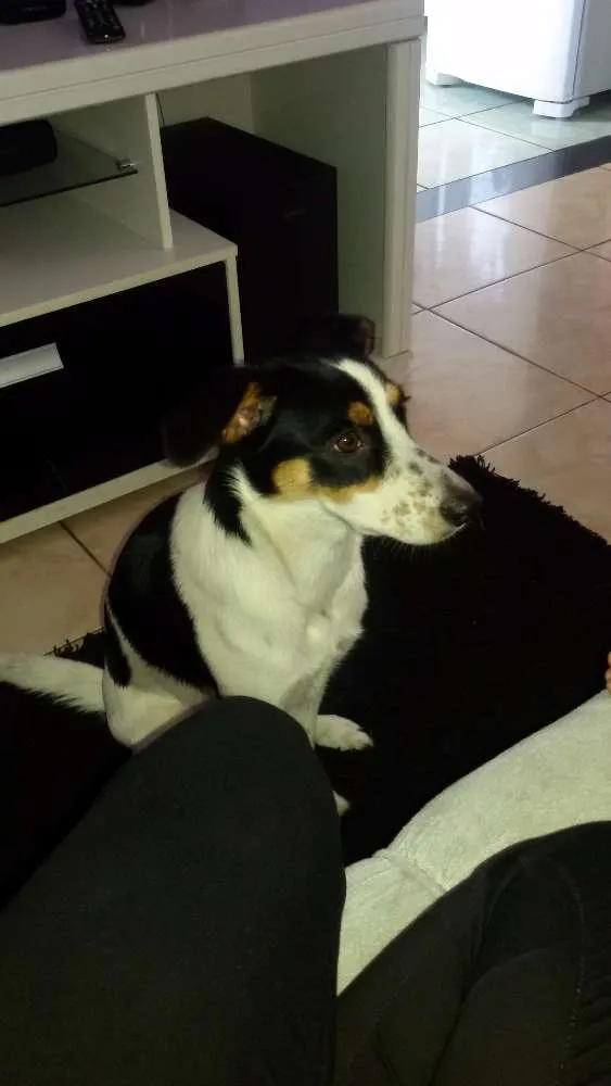 Cachorro ra a SRD idade 1 ano nome Bel
