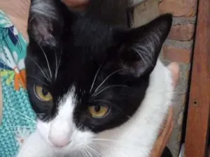 Gato raça SRD idade 1 ano nome Lulu