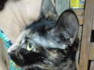 Gato raça SRD idade 1 ano nome Maricota