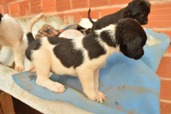 Cachorro ra a nenhuma idade Abaixo de 2 meses nome sem nome