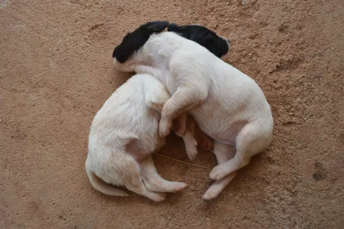 Cachorro ra a nenhuma idade Abaixo de 2 meses nome sem nome