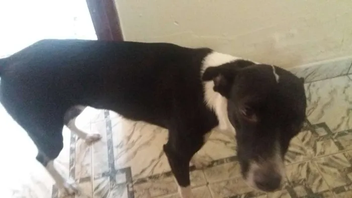 Cachorro ra a Vira lata idade 7 a 11 meses nome Safira