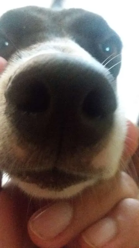 Cachorro ra a Vira lata idade 7 a 11 meses nome Safira