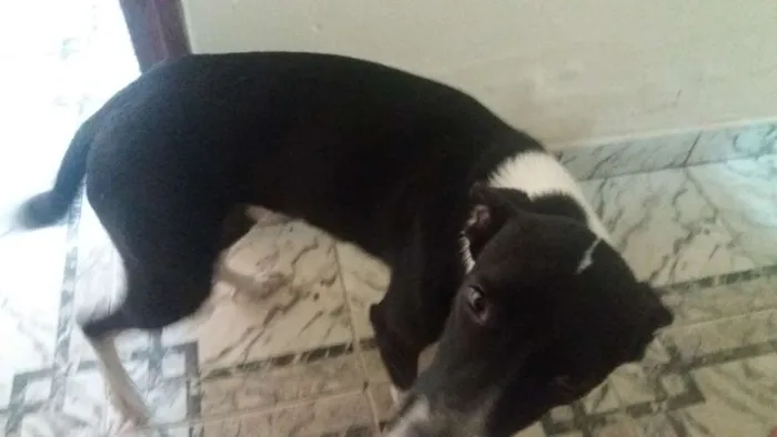 Cachorro ra a Vira lata idade 7 a 11 meses nome Safira