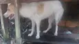 Ágatha