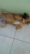 Lola