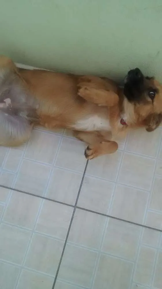 Cachorro ra a Vira lata idade 7 a 11 meses nome Lola