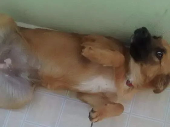 Cachorro ra a Vira lata idade 7 a 11 meses nome Lola