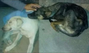 Cachorro raça SRD idade 7 a 11 meses nome Bulmer e Branquinha