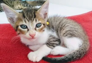 Gato raça Sem raça definida idade 2 a 6 meses nome Tom