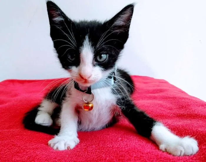 Gato ra a Sem raça definida  idade 2 a 6 meses nome Felix