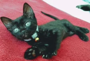 Gato raça Sem raça definida idade 2 a 6 meses nome Nego do Borel