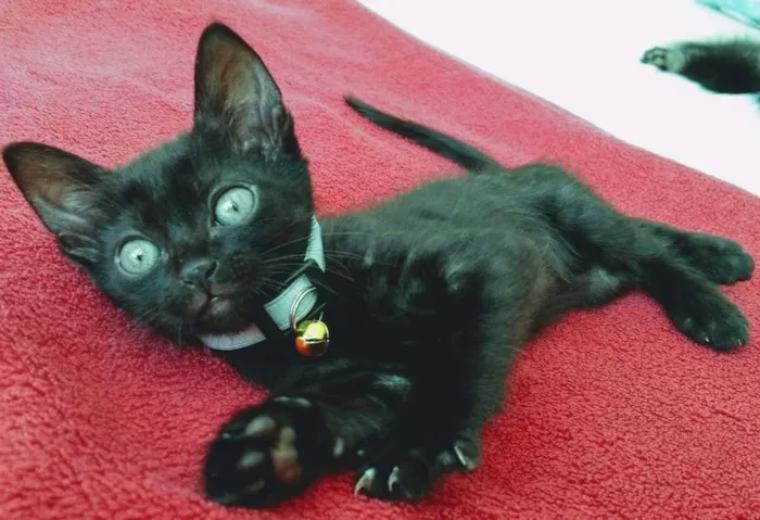 Gato ra a Sem raça definida idade 2 a 6 meses nome Nego do Borel